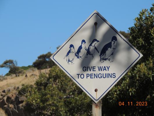 Pinguins Crossing